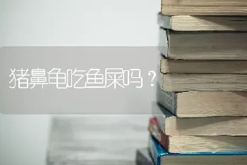 上海一只小猫多少钱？