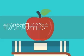 鹌鹑的饲养管护