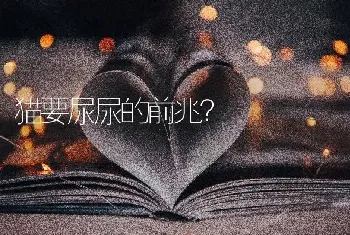 猫要尿尿的前兆？