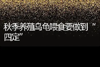 秋季养殖乌龟喂食要做到“四定”