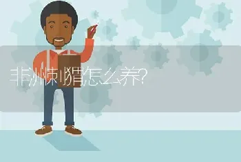 非洲刺猬怎么养？