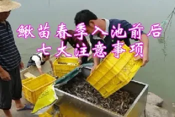 鳅苗春季入池前后七大注意事项