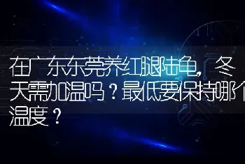 在广东东莞养红腿陆龟，冬天需加温吗？最低要保持哪个温度？