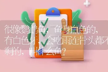 很像鹦鹉鱼，鱼身白色的