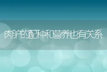 肉驴的配种和营养也有关系