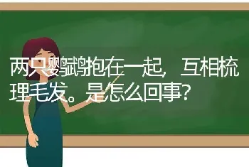 两只鹦鹉抱在一起,互相梳理毛发。是怎么回事？