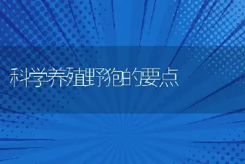 科学养殖野狍的要点