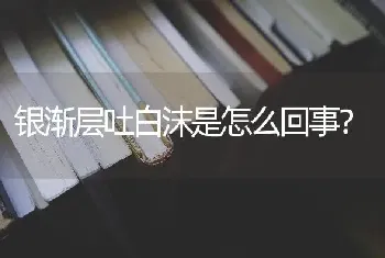 银渐层吐白沫是怎么回事？