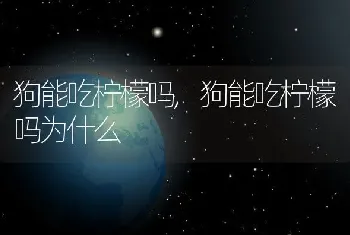 狗能吃柠檬吗，狗能吃柠檬吗为什么