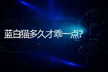 蓝白猫多久才乖一点？