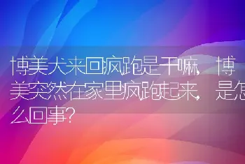 博美犬来回疯跑是干嘛，博美突然在家里疯跑起来