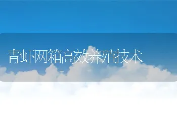 青虾网箱高效养殖技术