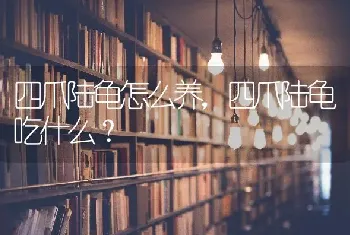 四爪陆龟怎么养，四爪陆龟吃什么？