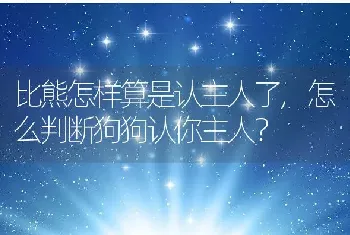 比熊怎样算是认主人了，怎么判断狗狗认你主人？