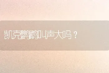 凯克鹦鹉叫声大吗？