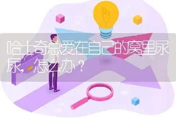 哈士奇总爱在自己的窝里尿尿，怎么办？