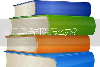 两只乌龟打架怎么办？