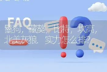 鬣狗，藏獒，比特，坎高，北美灰狼.实力怎么排？