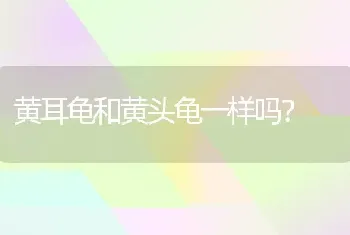 黄耳龟和黄头龟一样吗？