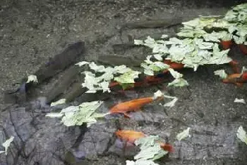 养鱼调控鱼池溶氧的措施