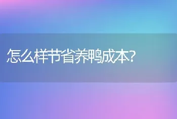 怎么样节省养鸭成本？