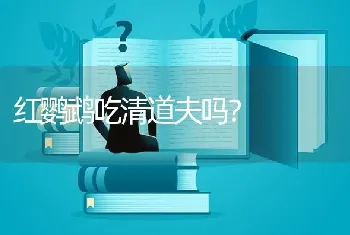 红鹦鹉吃清道夫吗？