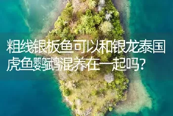 粗线银板鱼可以和银龙泰国虎鱼鹦鹉混养在一起吗？