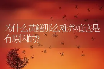 为什么黄鳝那么难养殖这是有原因的？