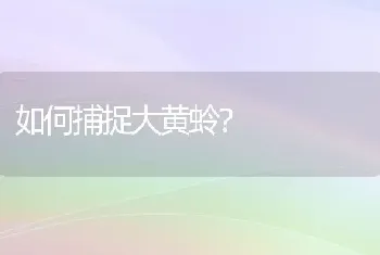 如何捕捉大黄蛉？