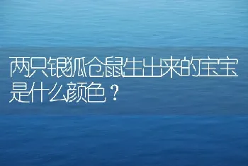 两只银狐仓鼠生出来的宝宝是什么颜色？