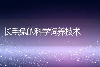 长毛兔的科学饲养技术