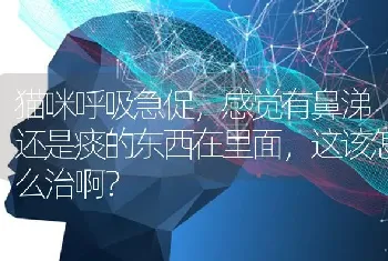 猫咪呼吸急促，感觉有鼻涕还是痰的东西在里面，这该怎么治啊？