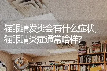 边牧如果不训练，长大了会听话么？