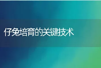 仔兔培育的关键技术