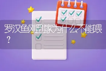 罗汉鱼刚到家为什么不能喂？