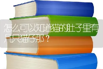 怎么可以知道猫的肚子里有几只猫仔那？