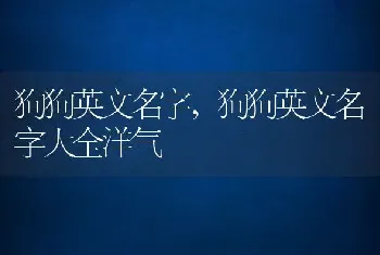 狗狗英文名字，狗狗英文名字大全洋气