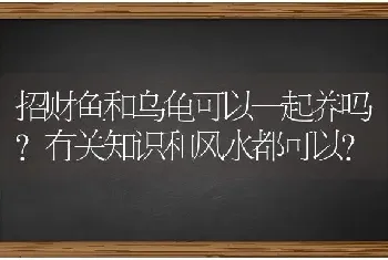 招财鱼和乌龟可以一起养吗?有关知识和风水都可以？