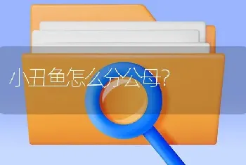 小丑鱼怎么分公母？