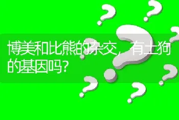 博美和比熊的杂交，有土狗的基因吗？