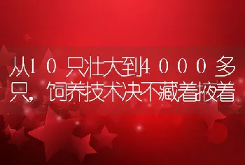 从10只壮大到4000多只，饲养技术决不藏着掖着