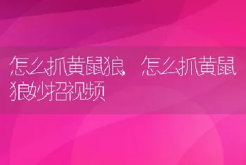 怎么抓黄鼠狼，怎么抓黄鼠狼妙招视频