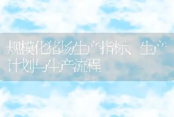 规模化猪场生产指标、生产计划与生产流程