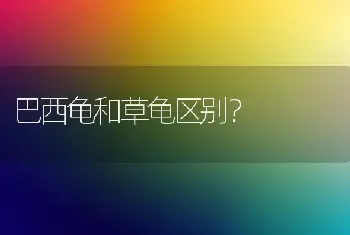 巴西龟和草龟区别？