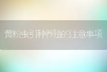 黄粉虫引种养殖的注意事项