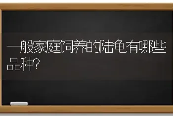 一般家庭饲养的陆龟有哪些品种？