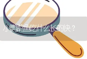 小鹦鹉鱼吃什么长的快？