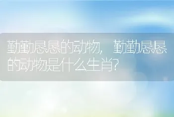 勤勤恳恳的动物，勤勤恳恳的动物是什么生肖？