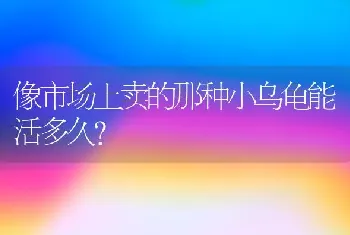 像市场上卖的那种小乌龟能活多久？