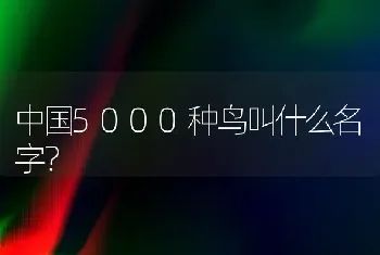 长得像金毛的大型犬？